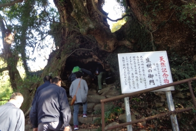神宮寺の奥の院への参道の「生樹の御門」 樹齢三千年、天然記念物